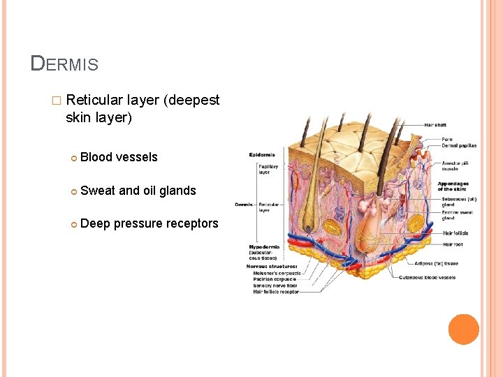 DERMIS � Reticular layer (deepest skin layer) Blood vessels Sweat and oil glands Deep