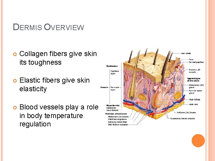 DERMIS OVERVIEW Collagen fibers give skin its toughness Elastic fibers give skin elasticity Blood