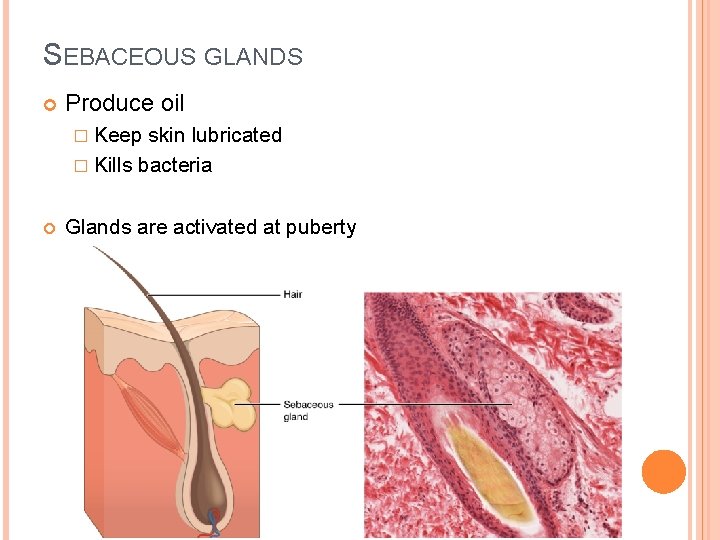 SEBACEOUS GLANDS Produce oil � Keep skin lubricated � Kills bacteria Glands are activated