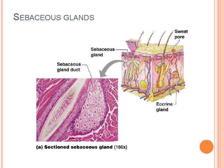 SEBACEOUS GLANDS 