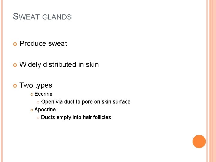 SWEAT GLANDS Produce sweat Widely distributed in skin Two types Eccrine Open via duct