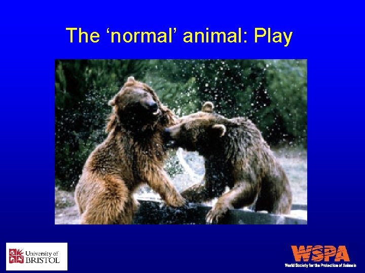 The ‘normal’ animal: Play 