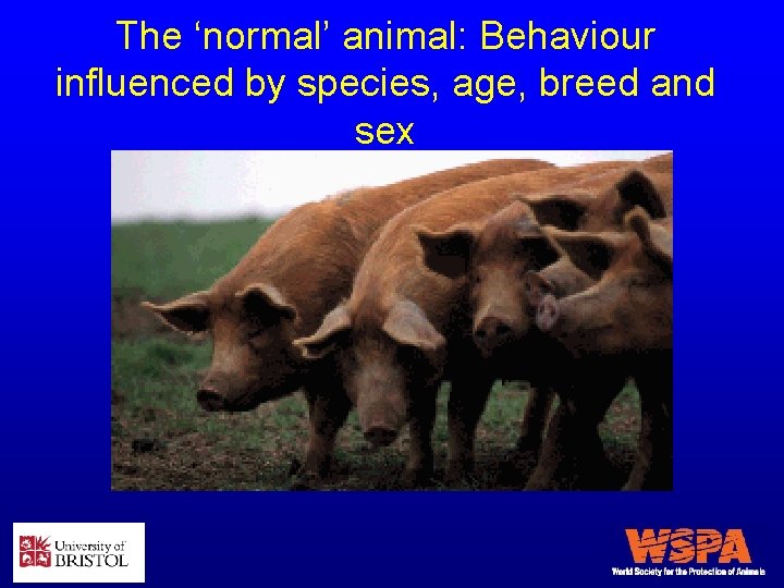 The ‘normal’ animal: Behaviour influenced by species, age, breed and sex 