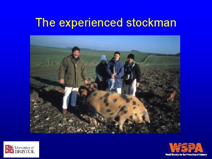 The experienced stockman 
