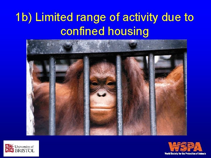 1 b) Limited range of activity due to confined housing 
