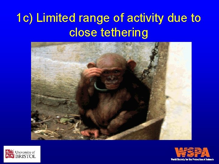 1 c) Limited range of activity due to close tethering 
