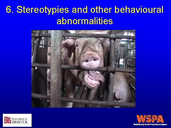 6. Stereotypies and other behavioural abnormalities 