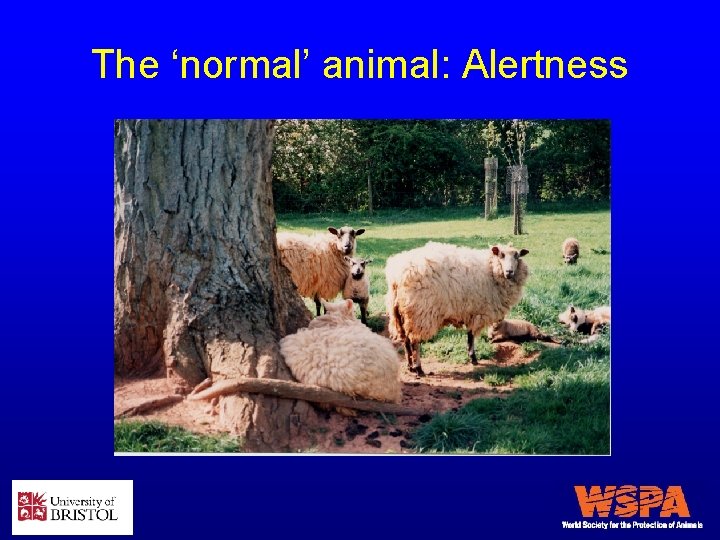 The ‘normal’ animal: Alertness 