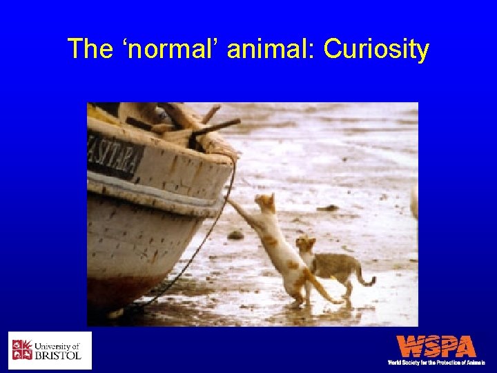 The ‘normal’ animal: Curiosity 