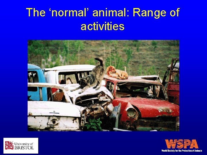 The ‘normal’ animal: Range of activities 