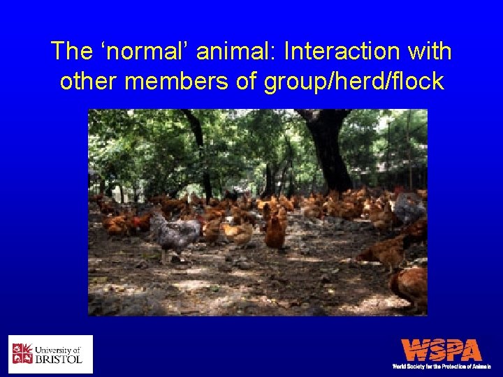 The ‘normal’ animal: Interaction with other members of group/herd/flock 