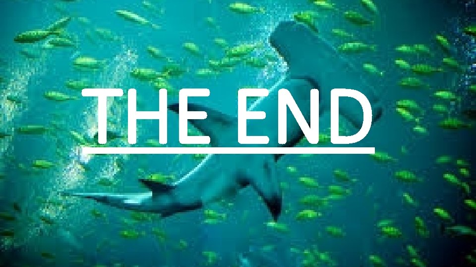 THE END 