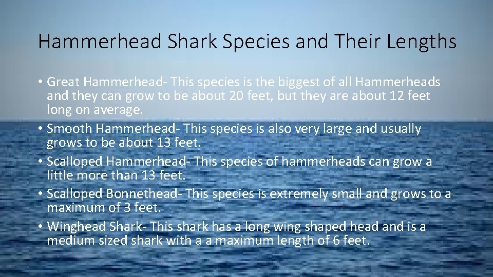 Hammerhead Shark Species and Their Lengths • Great Hammerhead- This species is the biggest