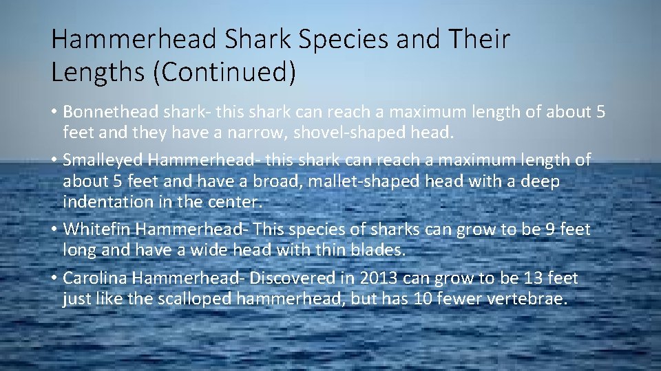 Hammerhead Shark Species and Their Lengths (Continued) • Bonnethead shark- this shark can reach
