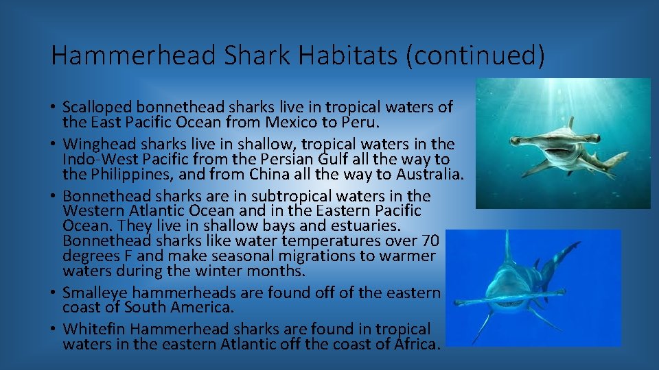 Hammerhead Shark Habitats (continued) • Scalloped bonnethead sharks live in tropical waters of the