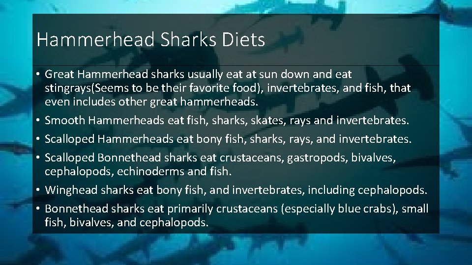 Hammerhead Sharks Diets • Great Hammerhead sharks usually eat at sun down and eat