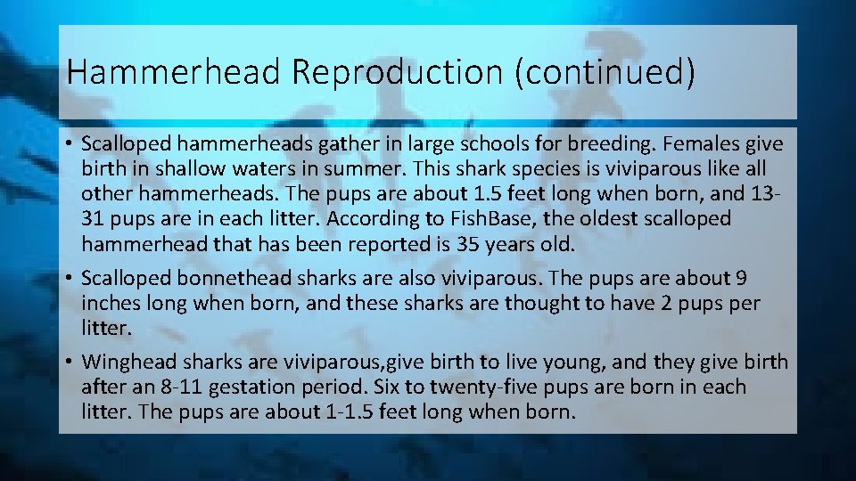 Hammerhead Reproduction (continued) • Scalloped hammerheads gather in large schools for breeding. Females give