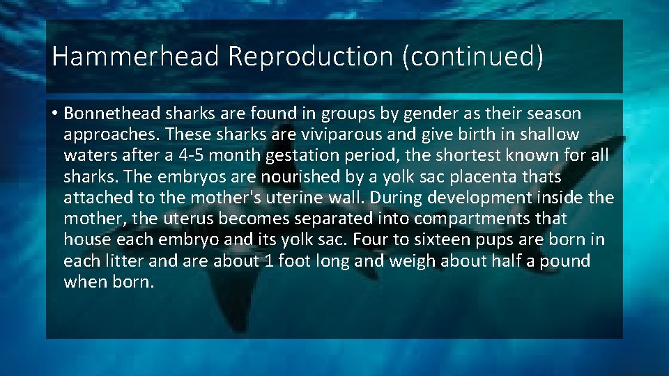 Hammerhead Reproduction (continued) • Bonnethead sharks are found in groups by gender as their