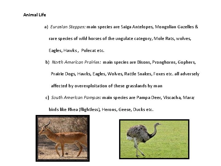 Animal Life a) Eurasian Steppes: main species are Saiga Antelopes, Mongolian Gazelles & rare