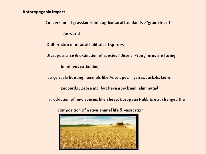 Anthropogenic Impact Conversion of grasslands into agricultural farmlands >“granaries of the world” Obliteration of