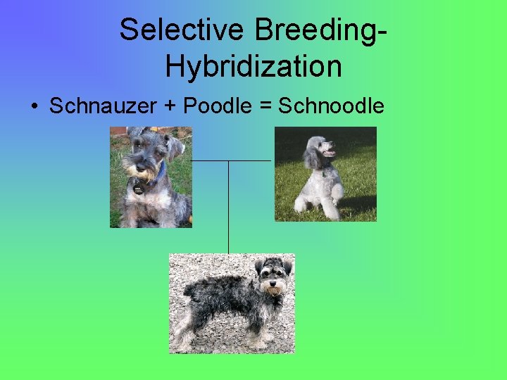 Selective Breeding. Hybridization • Schnauzer + Poodle = Schnoodle 