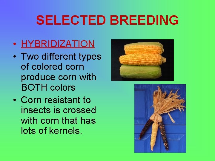 SELECTED BREEDING • HYBRIDIZATION • Two different types of colored corn produce corn with