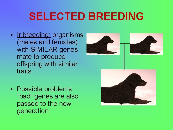 SELECTED BREEDING • Inbreeding: organisms (males and females) with SIMILAR genes mate to produce