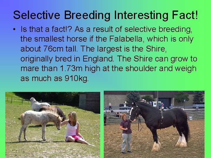 Selective Breeding Interesting Fact! • Is that a fact!? As a result of selective