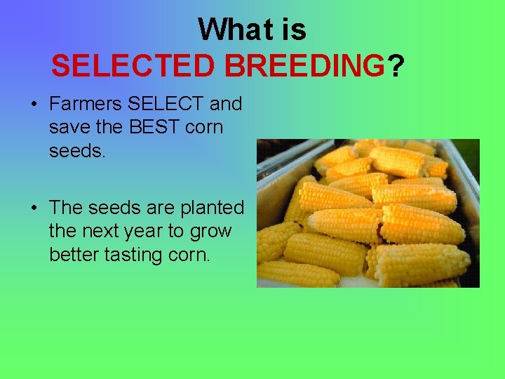 What is SELECTED BREEDING? • Farmers SELECT and save the BEST corn seeds. •