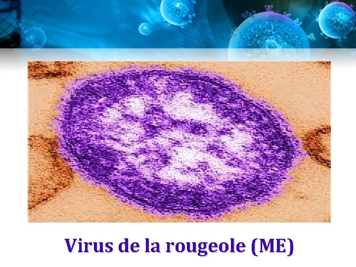 Virus de la rougeole (ME) Virus de la rougeole (ME)