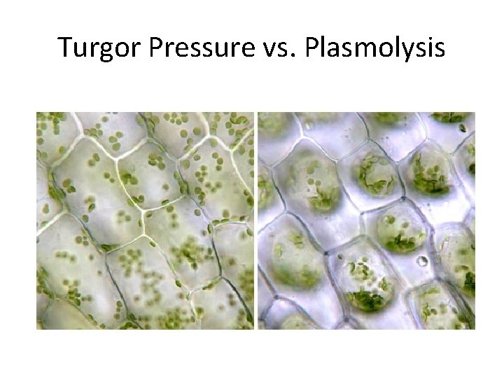 Turgor Pressure vs. Plasmolysis Turgor Pressure vs. Plasmolysis