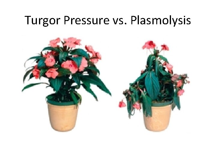 Turgor Pressure vs. Plasmolysis Turgor Pressure vs. Plasmolysis