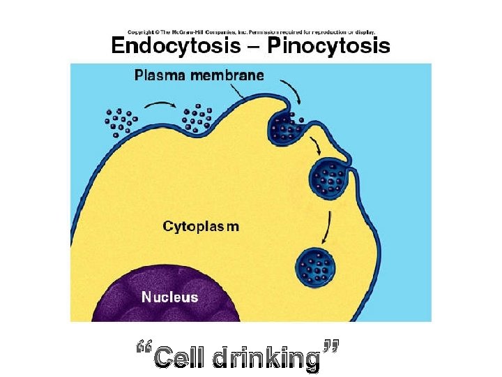 “Cell drinking” “Cell drinking”