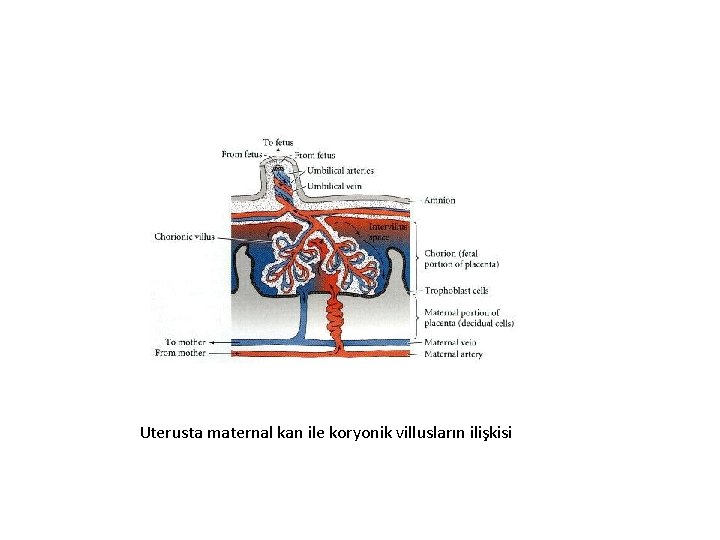 Uterusta maternal kan ile koryonik villusların ilişkisi 