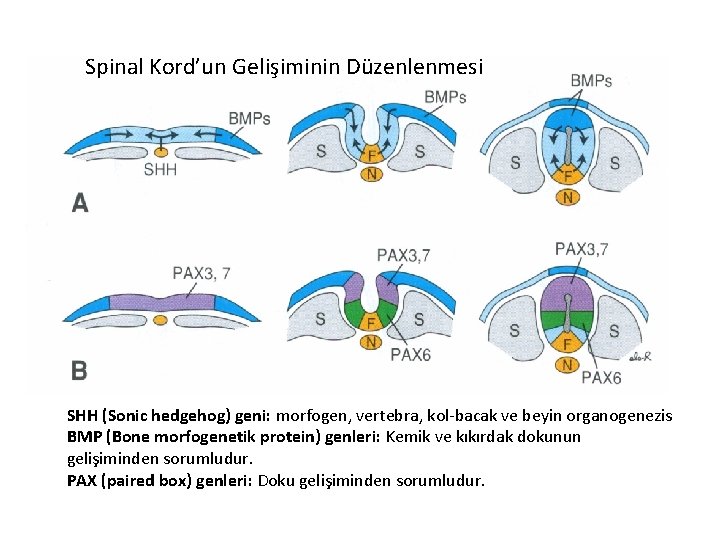 Spinal Kord’un Gelişiminin Düzenlenmesi SHH (Sonic hedgehog) geni: morfogen, vertebra, kol-bacak ve beyin organogenezis