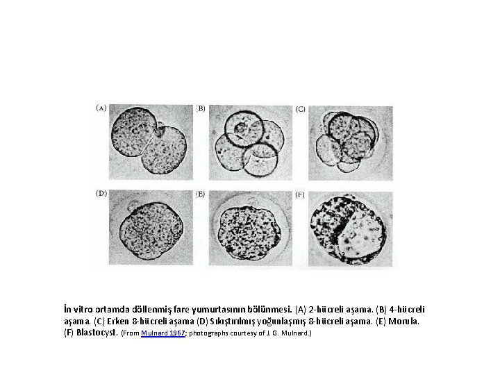 İn vitro ortamda döllenmiş fare yumurtasının bölünmesi. (A) 2 -hücreli aşama. (B) 4 -hücreli