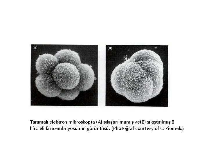 Taramalı elektron mikroskopta (A) sıkıştırılmamış ve(B) sıkıştırılmış 8 hücreli fare embriyosunun görüntüsü. (Photoğraf courtesy