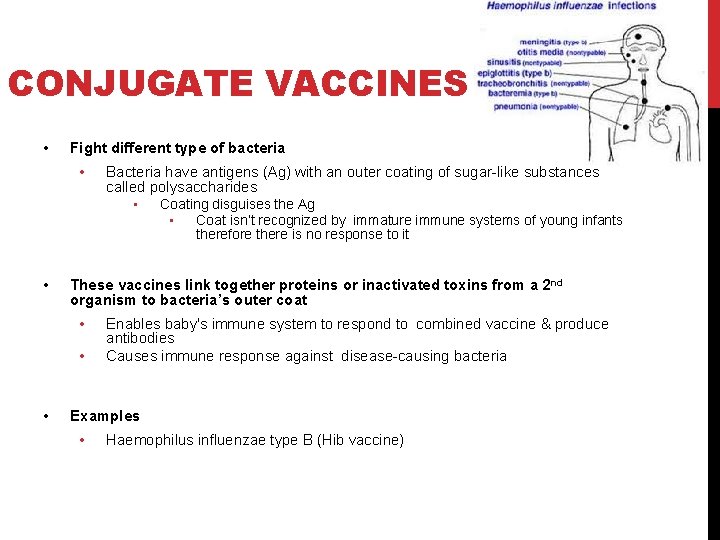 CONJUGATE VACCINES • Fight different type of bacteria • Bacteria have antigens (Ag) with