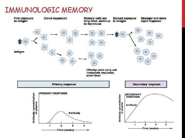 IMMUNOLOGIC MEMORY 