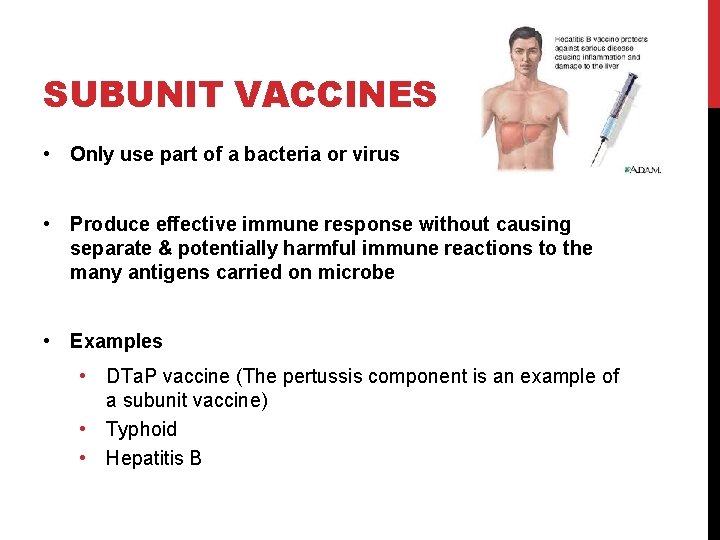 SUBUNIT VACCINES • Only use part of a bacteria or virus • Produce effective