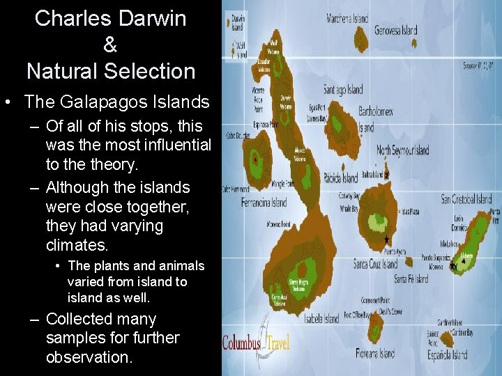 Charles Darwin & Natural Selection • The Galapagos Islands – Of all of his