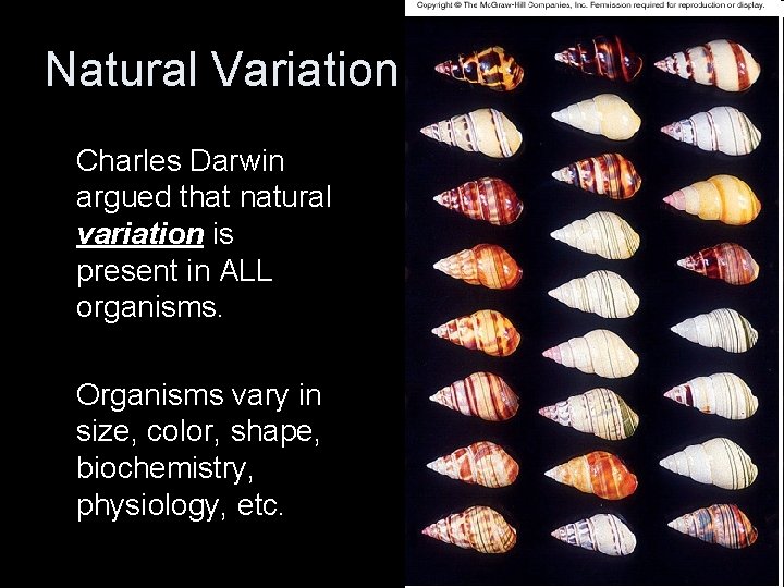 Natural Variation Charles Darwin argued that natural variation is present in ALL organisms. Organisms