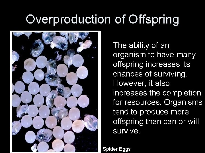 Overproduction of Offspring The ability of an organism to have many offspring increases its