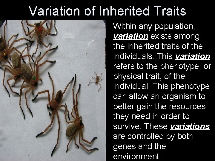 Variation of Inherited Traits Within any population, variation exists among the inherited traits of