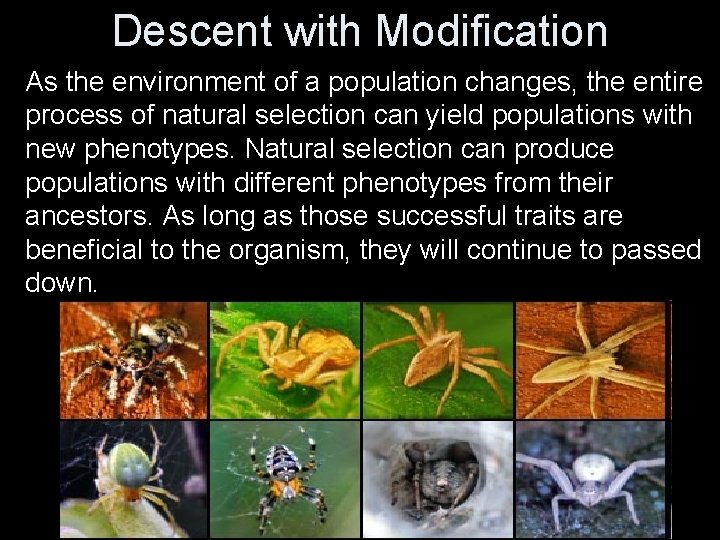 Descent with Modification As the environment of a population changes, the entire process of