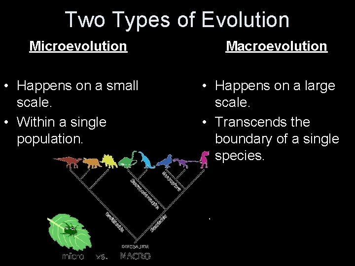 Two Types of Evolution Microevolution • Happens on a small scale. • Within a