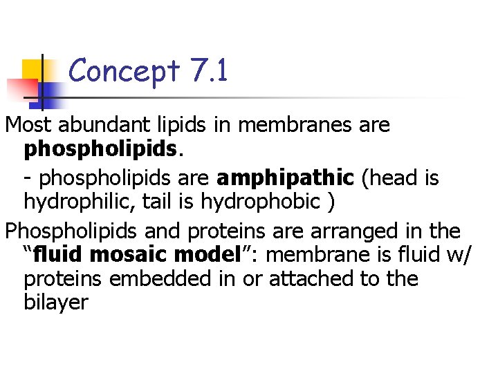 Concept 7. 1 Most abundant lipids in membranes are phospholipids. - phospholipids are amphipathic
