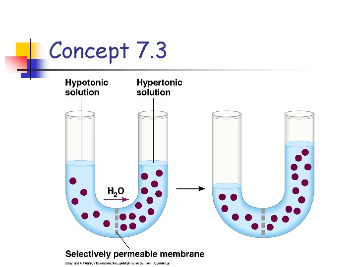 Concept 7. 3 