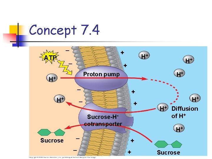 Concept 7. 4 – ATP + – H+ H+ + Proton pump H+ –