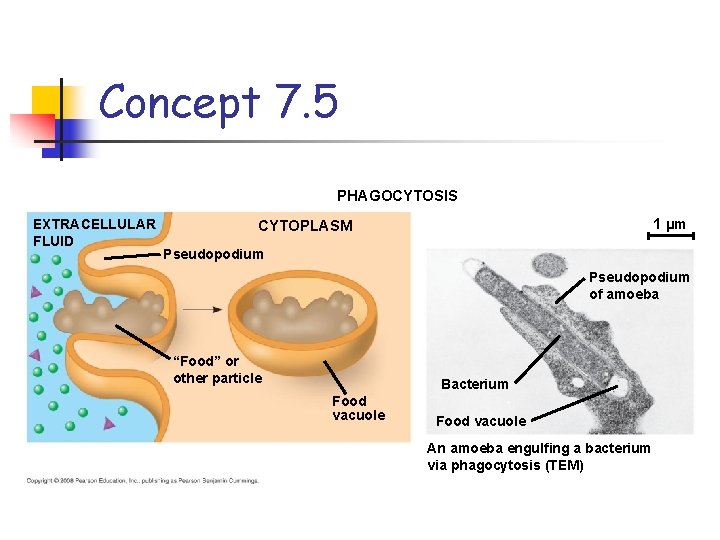 Concept 7. 5 PHAGOCYTOSIS EXTRACELLULAR FLUID 1 µm CYTOPLASM Pseudopodium of amoeba “Food” or